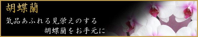 胡蝶蘭 気品あふれる見栄のする胡蝶蘭をお手元に